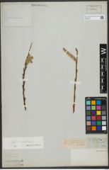 Foto von Salix viminalis L.